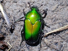 Ischiopsopha erratica