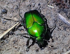 Ischiopsopha erratica