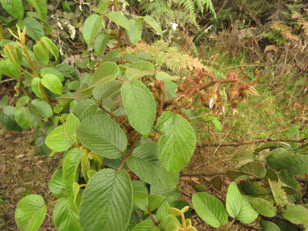 Andean raspberry