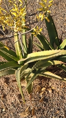 Aloe hildebrandtii