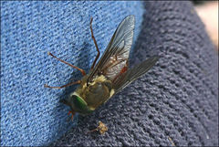 Scaptia monticola