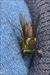 Scaptia monticola