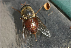 Scaptia monticola