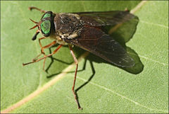 Scaptia monticola