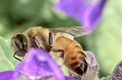 Apis mellifera