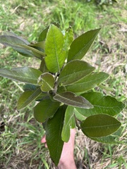 Ilex nervosa