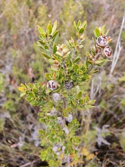 Leptospermum nitidum