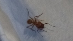 Camponotus hannani