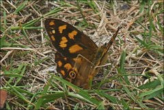 Heteronympha solandri