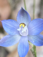 Thelymitra peniculata