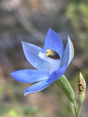 Thelymitra peniculata