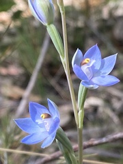Thelymitra peniculata