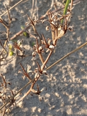 Oenothera humifusa