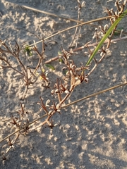 Oenothera humifusa
