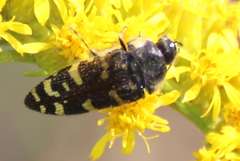 Acmaeodera macra
