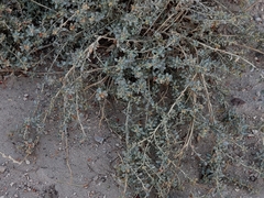 Magnoliopsida