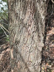 Eucalyptus notabilis