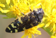 Acmaeodera macra