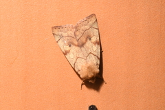 Enargia fausta