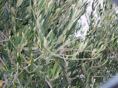 Olea