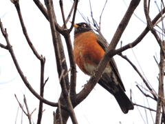 Turdus migratorius