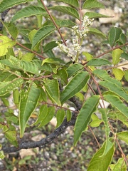 Rhus hypoleuca