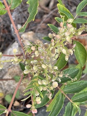 Rhus hypoleuca