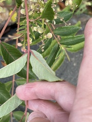 Rhus hypoleuca