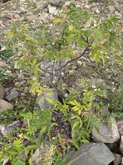 Rhus hypoleuca