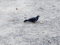 Columba livia domestica