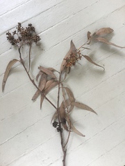 Eucalyptus notabilis