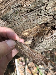 Eucalyptus notabilis
