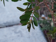 Euphorbia