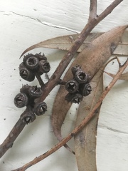 Eucalyptus notabilis