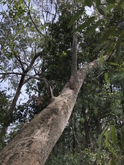 Eucalyptus notabilis