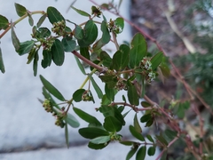 Euphorbia