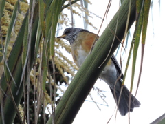 Turdus rufopalliatus