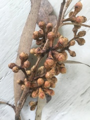 Eucalyptus notabilis
