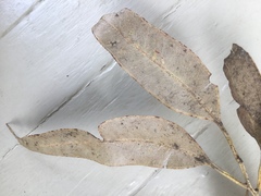 Eucalyptus notabilis