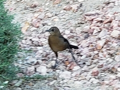 Quiscalus mexicanus