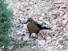 Quiscalus mexicanus