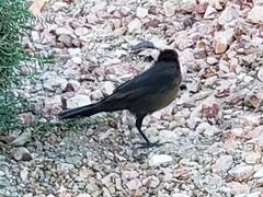 Quiscalus mexicanus
