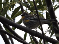 Setophaga coronata
