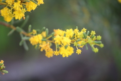 Acacia spathulifolia