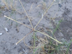 Cynodon dactylon