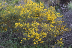 Acacia spathulifolia