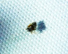 Flavoclypeus andromedus