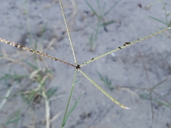 Cynodon dactylon