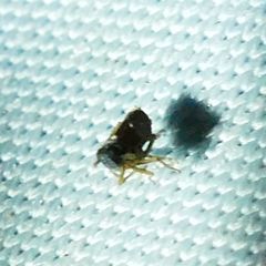 Flavoclypeus andromedus