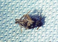 Flavoclypeus andromedus